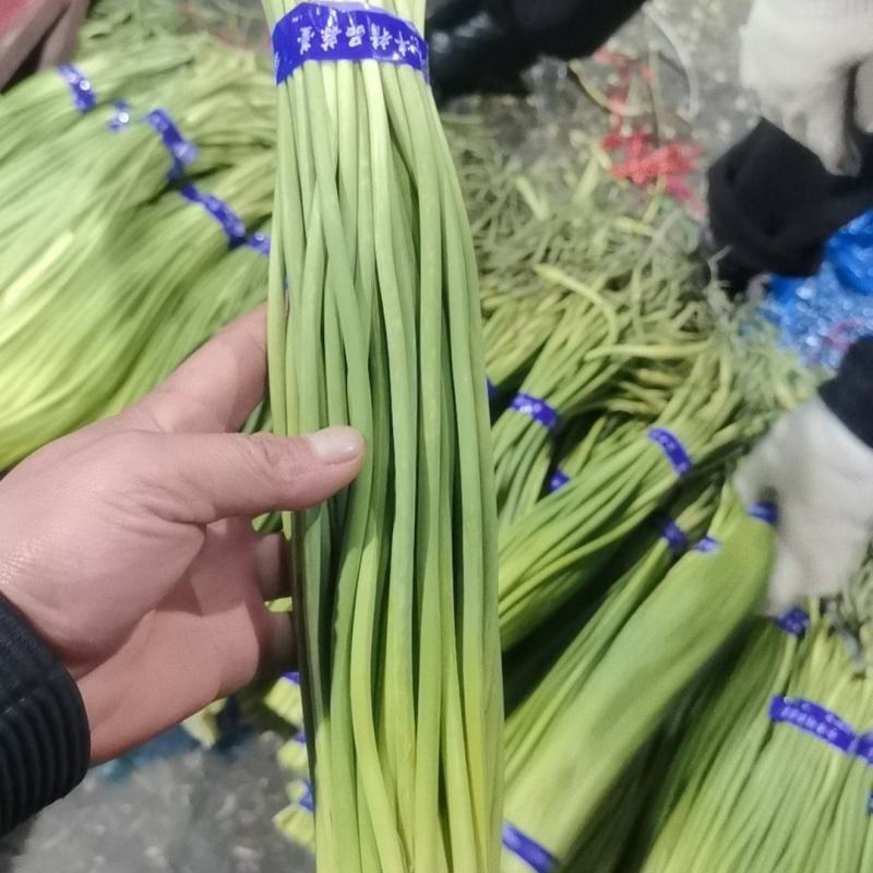 【金乡红帽蒜薹】优质供货山东金乡全国代发价格优惠