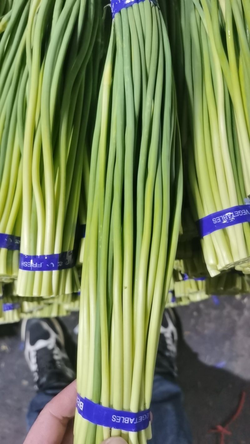 【金乡红帽蒜薹】优质供货山东金乡全国代发价格优惠