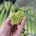 【金乡红帽蒜薹】优质供货山东金乡全国代发价格优惠