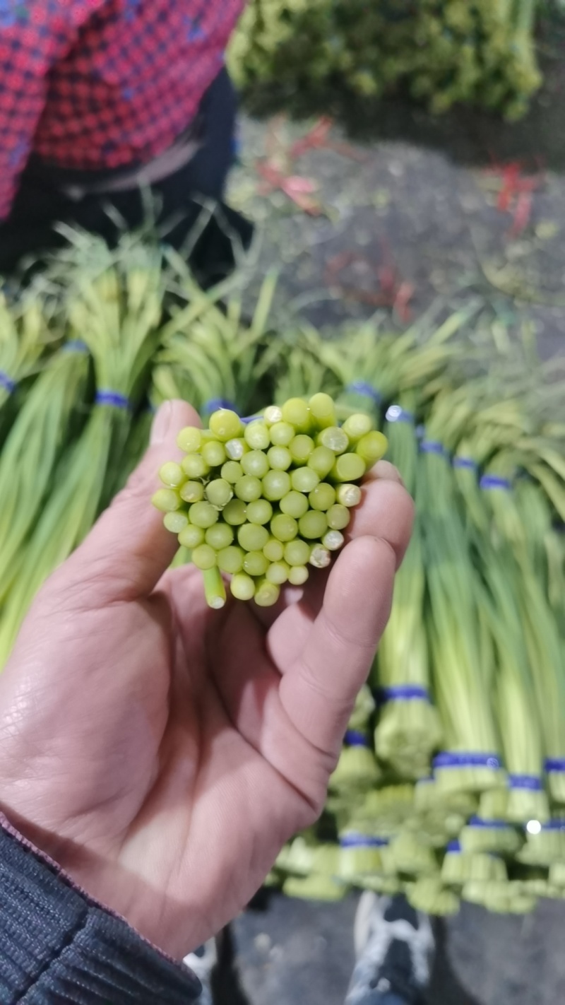 【金乡红帽蒜薹】优质供货山东金乡全国代发价格优惠