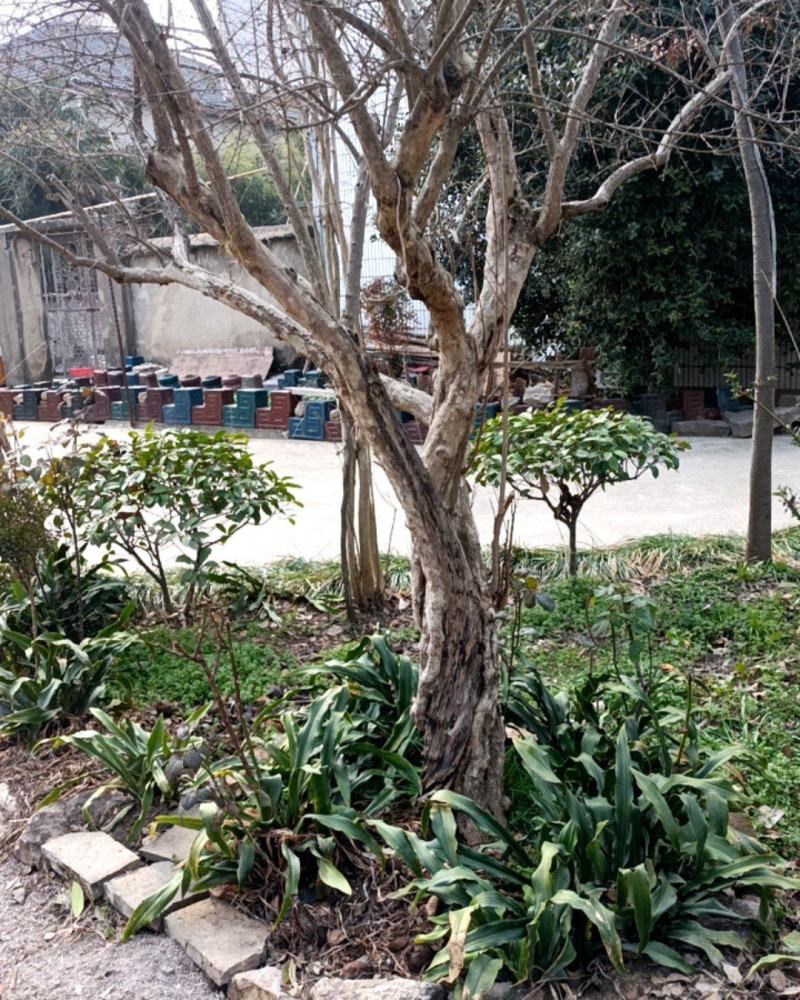 石榴树