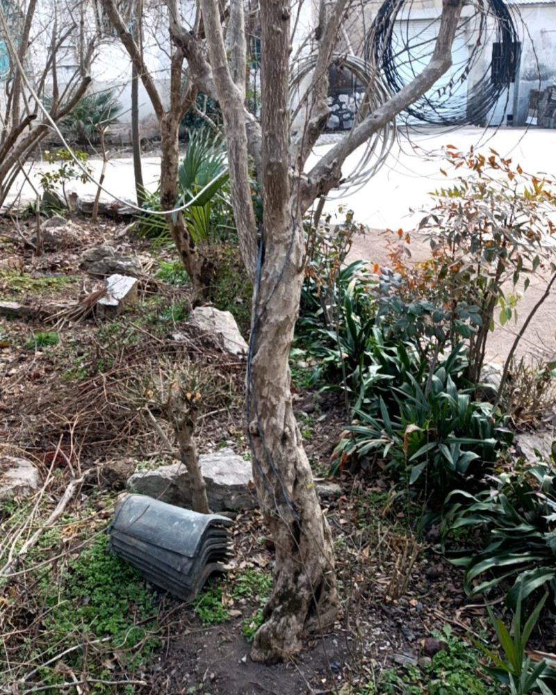 石榴树
