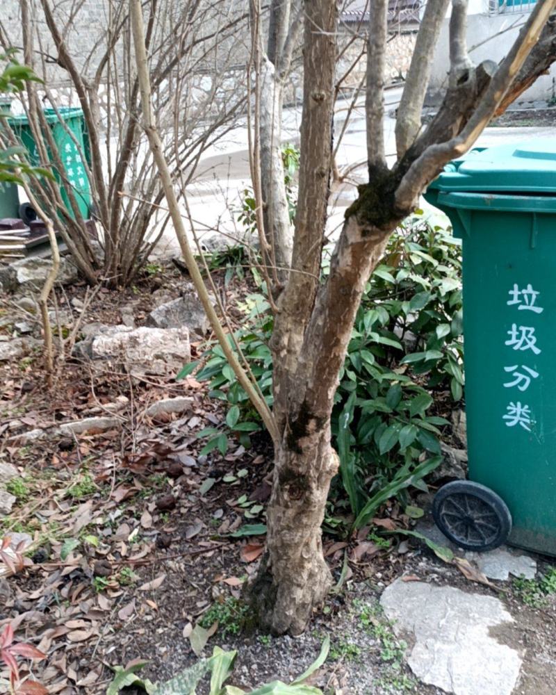 石榴树