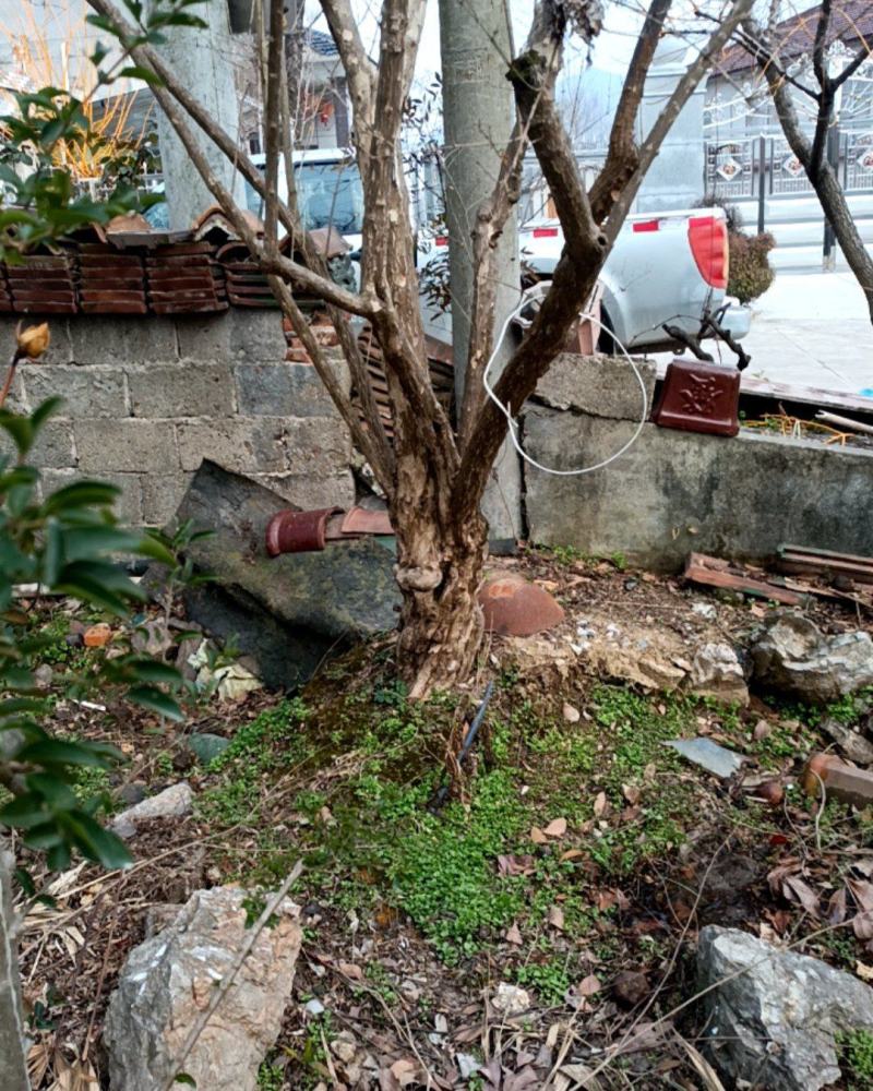 石榴树