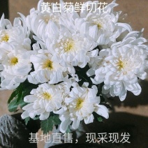 白菊花基地直售