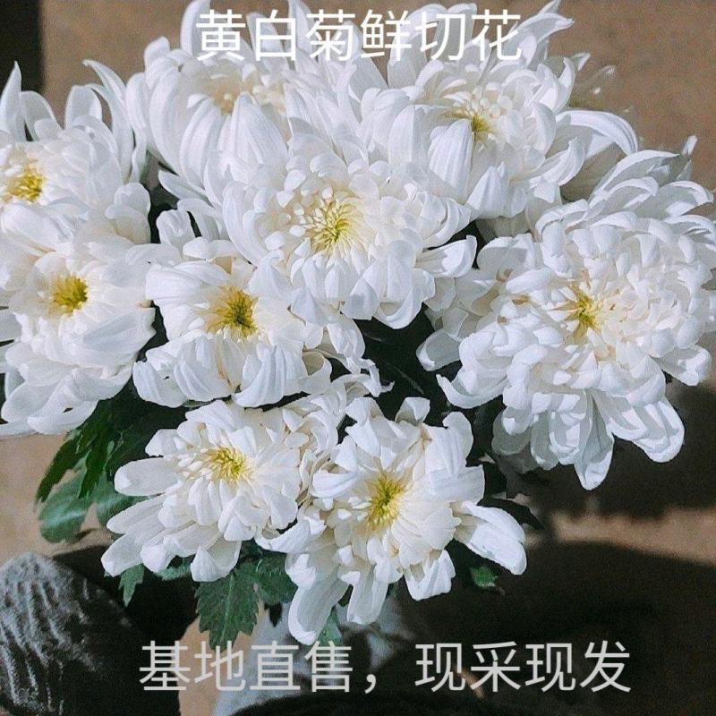 白菊花基地直售有质有量，各种规格，菊花，菊花苗常年出售