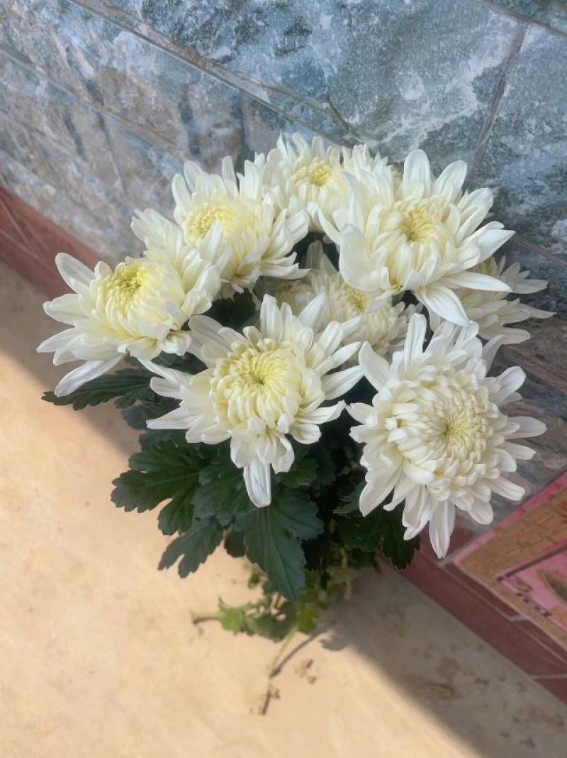 白菊花基地直售有质有量，各种规格，菊花，菊花苗常年出售