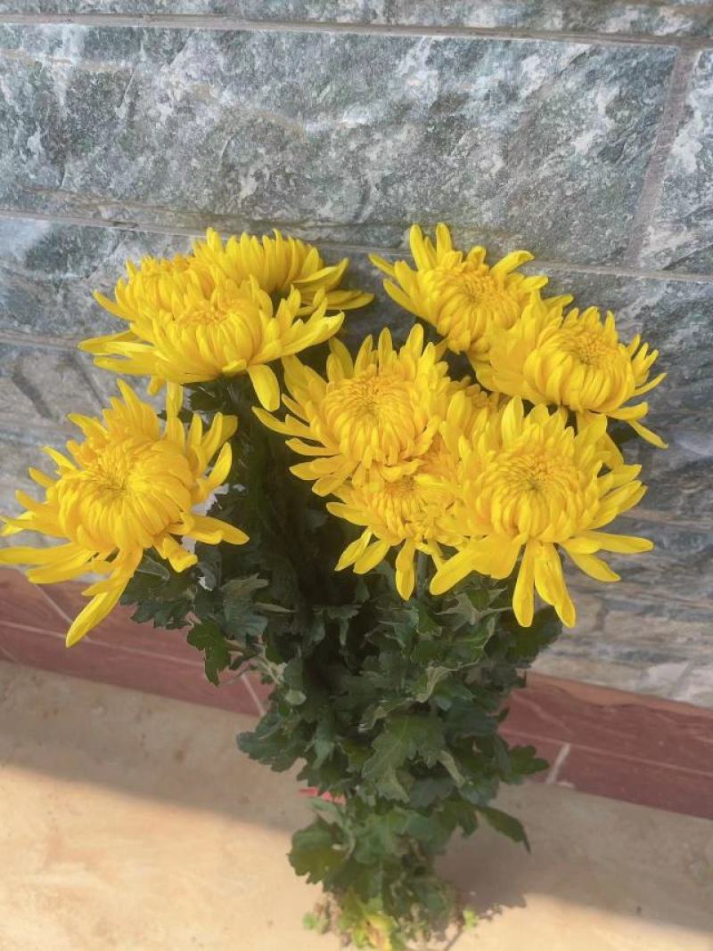 白菊花基地直售有质有量，各种规格，菊花，菊花苗常年出售