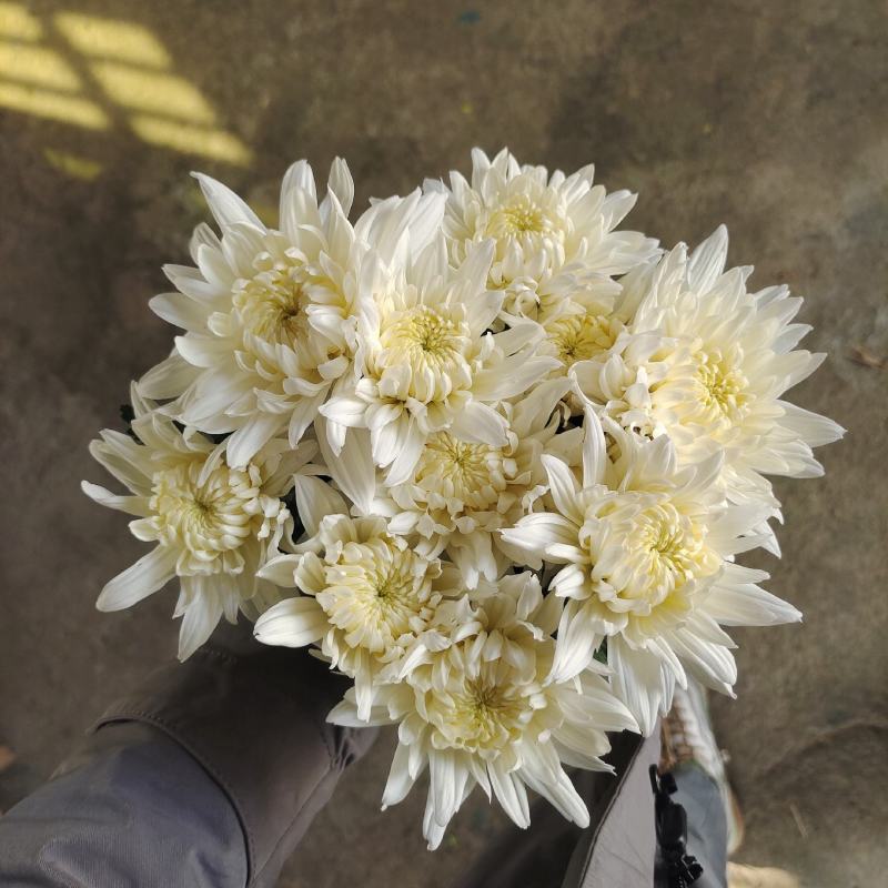 白菊花基地直售有质有量，各种规格，菊花，菊花苗常年出售