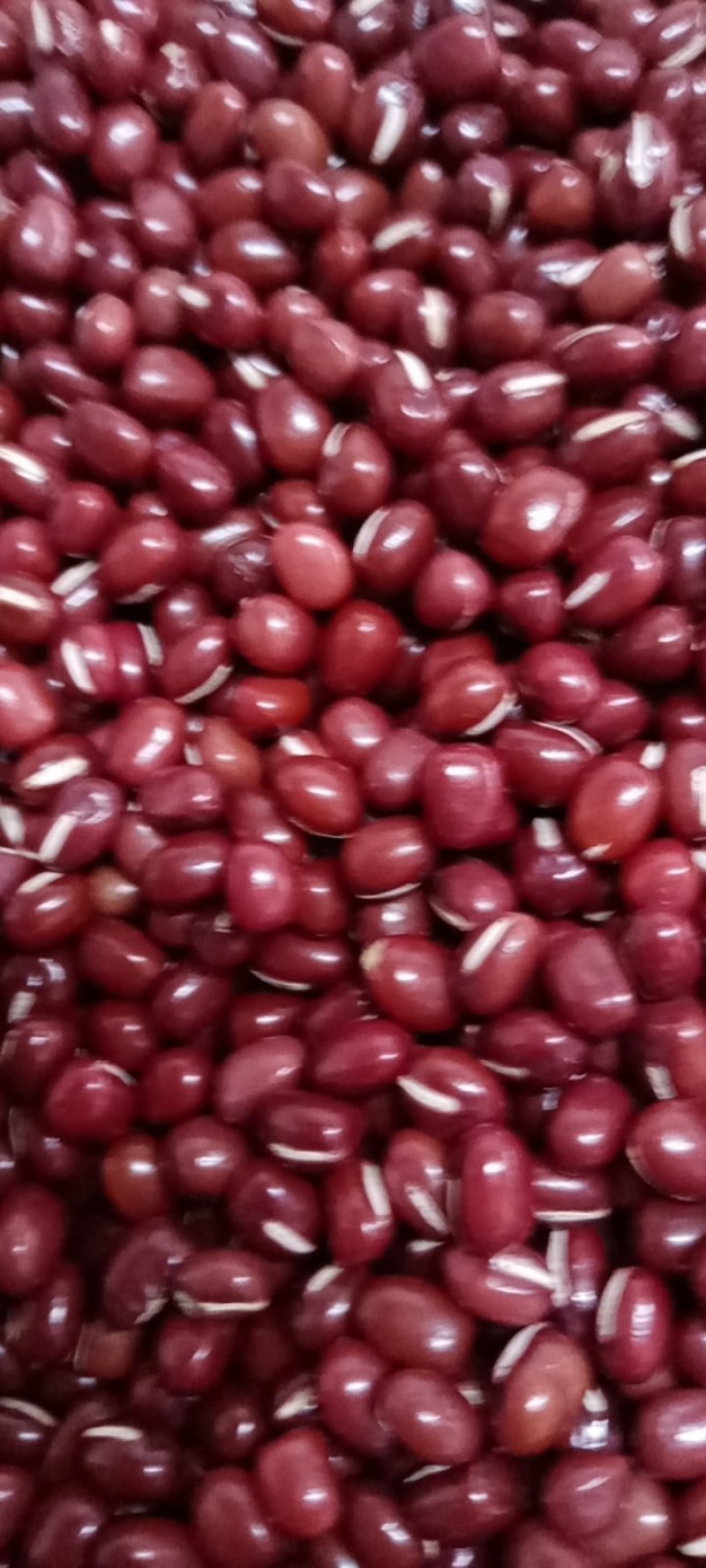 精品大红小豆颗粒饱满色泽好无虫口无杂质货源稳定