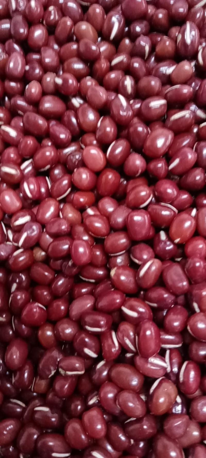 精品大红小豆颗粒饱满色泽好无虫口无杂质货源稳定