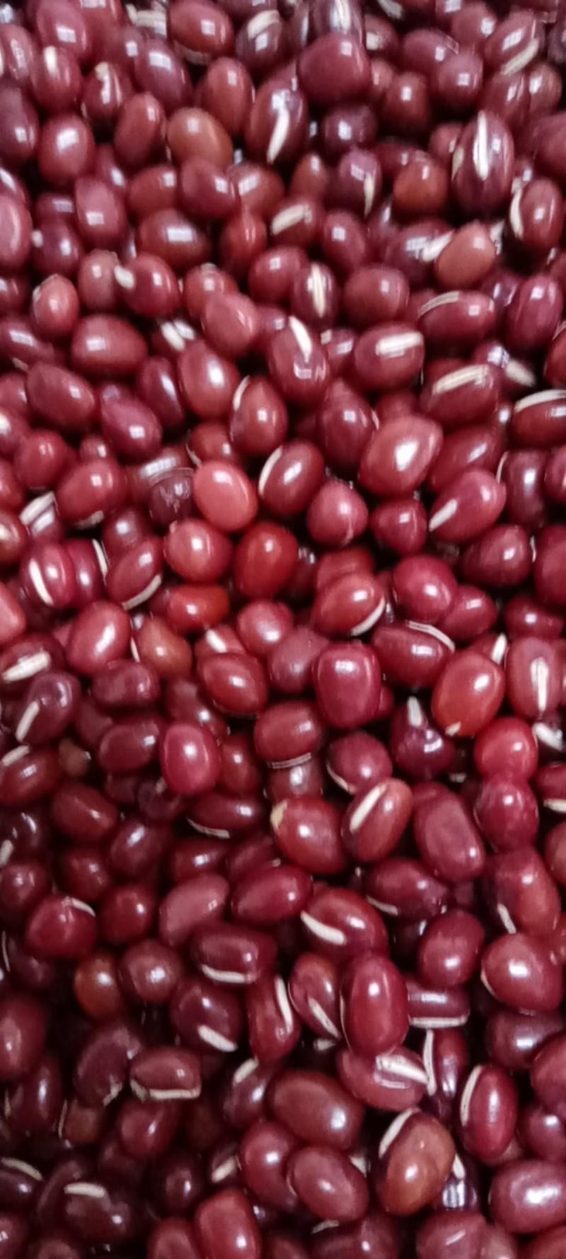 精品大红小豆颗粒饱满色泽好无虫口无杂质货源稳定