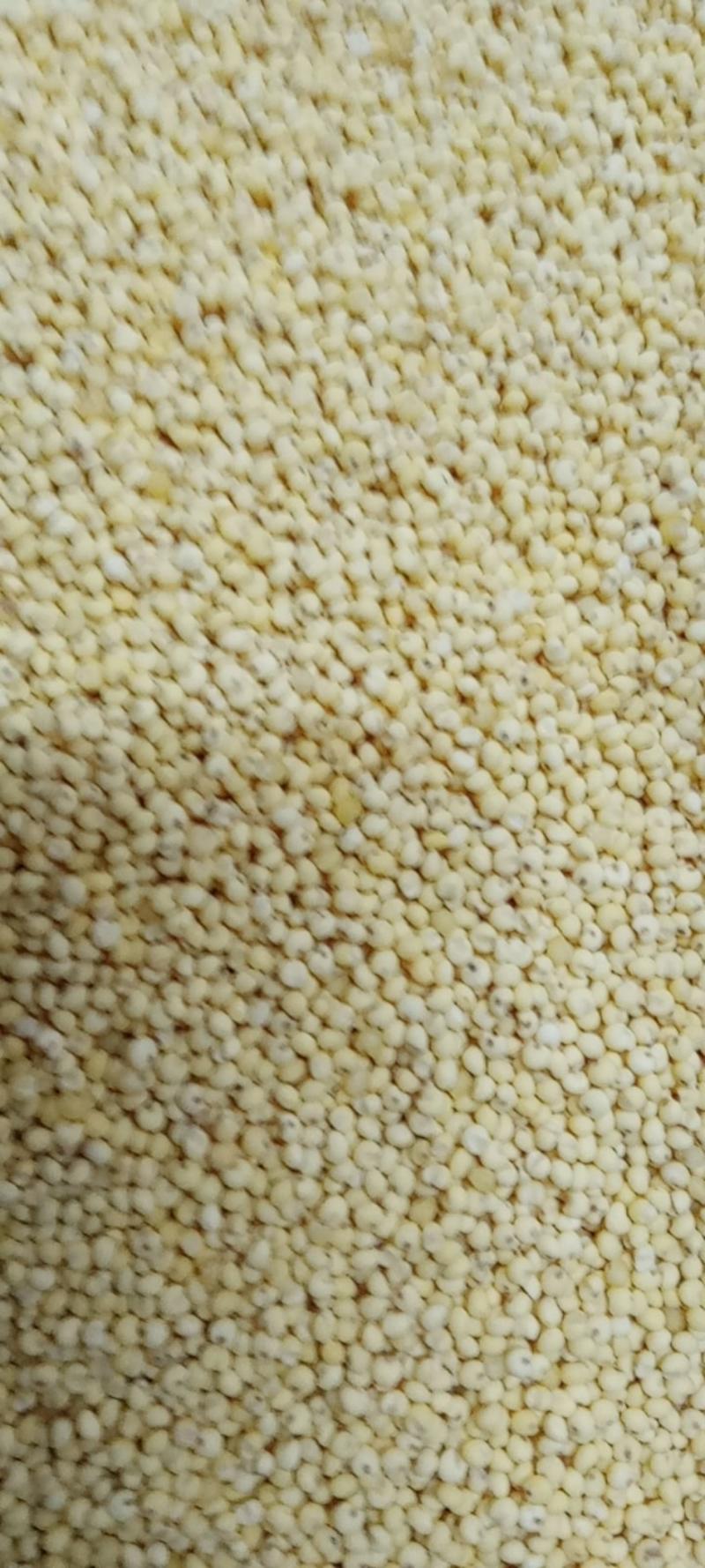 东北黍子-大黄米软糯可口货源充足支持视频看货代发