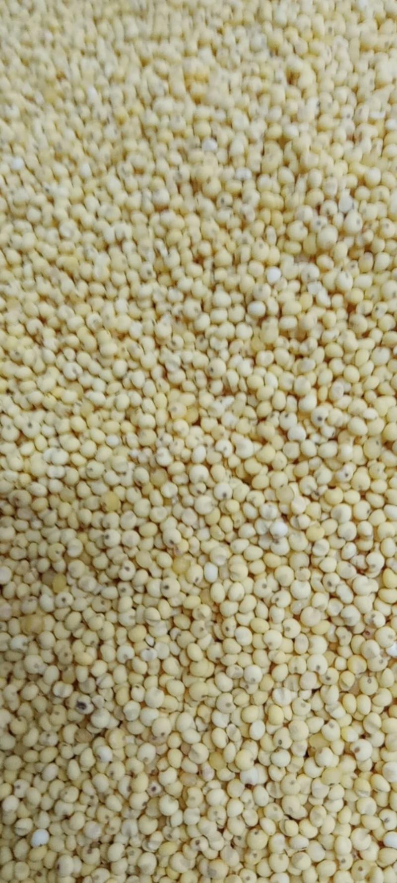 东北黍子-大黄米软糯可口货源充足支持视频看货代发