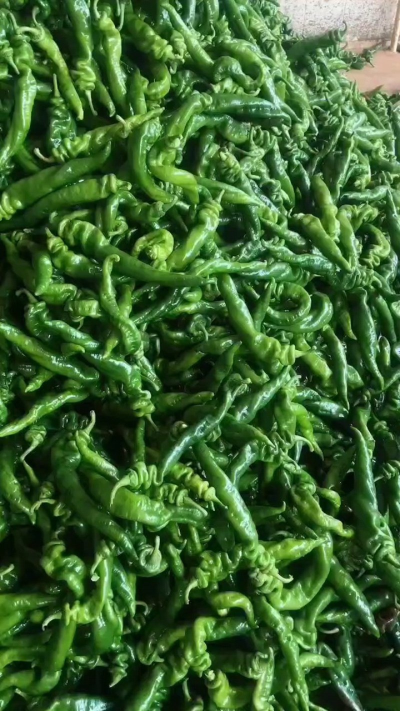 龙椒，螺丝椒产地大量供应，对接市场电商平台