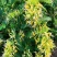 精品金银花一手货源货源充足量大从优质量保证欢迎咨询