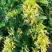 精品金银花一手货源货源充足量大从优质量保证欢迎咨询
