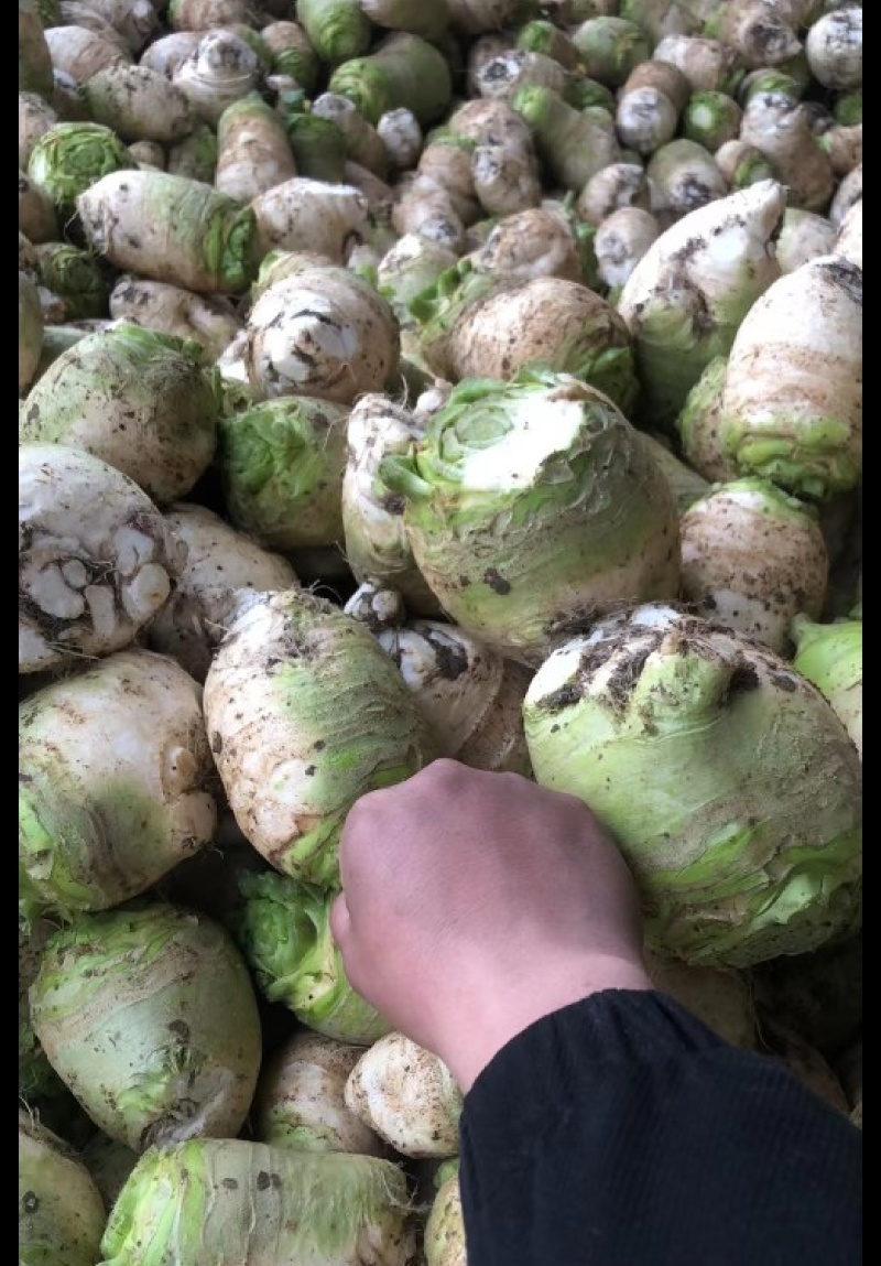产地大头菜，市场货工厂货供应，各种规格，欢迎商家直购。
