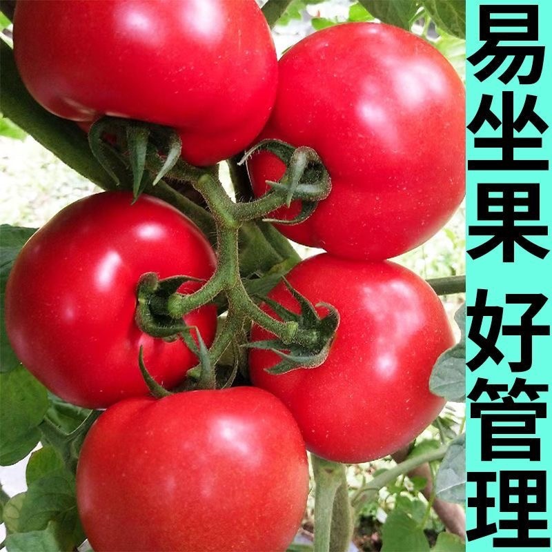 薄皮，口感，西红柿苗，苗子质量好产量高，包邮