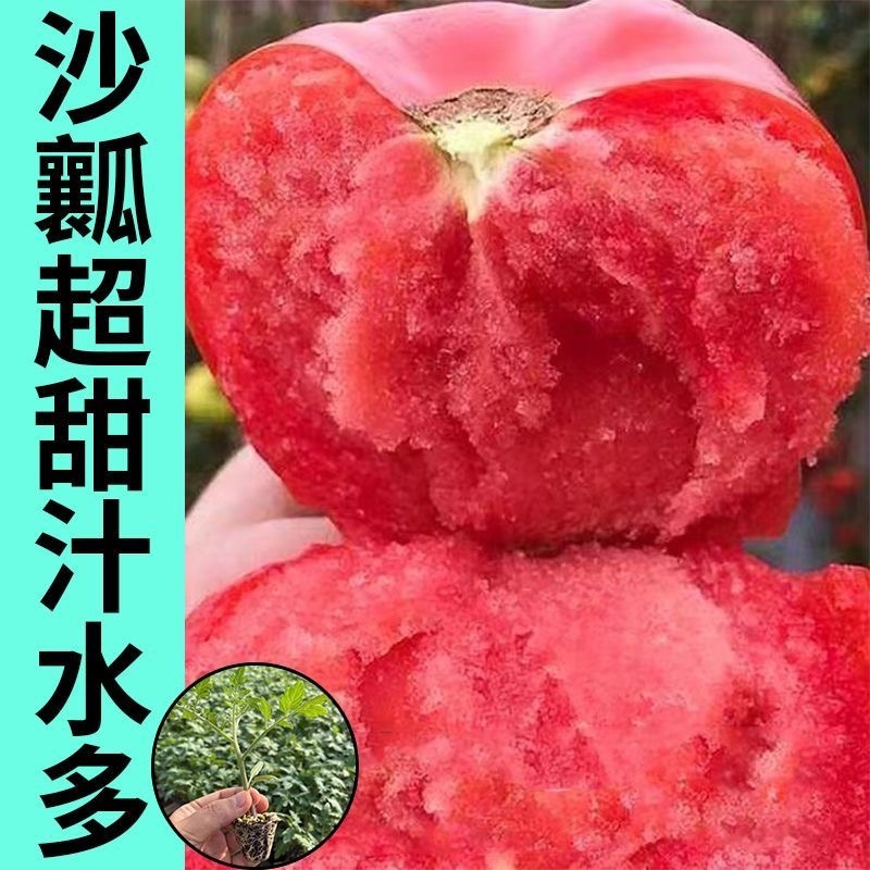薄皮，口感，西红柿苗，苗子质量好产量高，包邮
