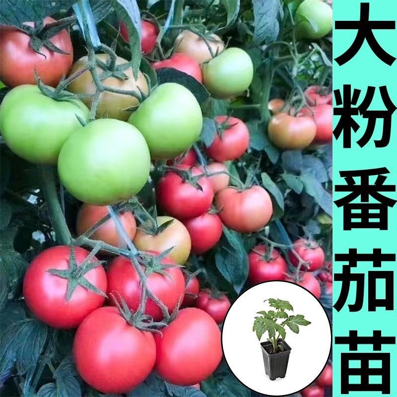 薄皮，口感，西红柿苗，苗子质量好产量高，包邮