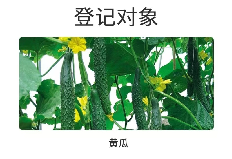 50%啶酰菌胺灰霉病专用杀菌剂抗性灰霉病菌核药葡萄果树