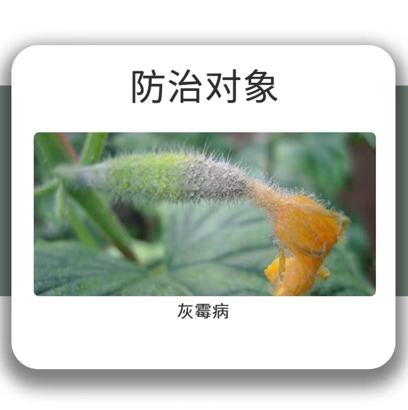 50%啶酰菌胺灰霉病专用杀菌剂抗性灰霉病菌核药葡萄果树