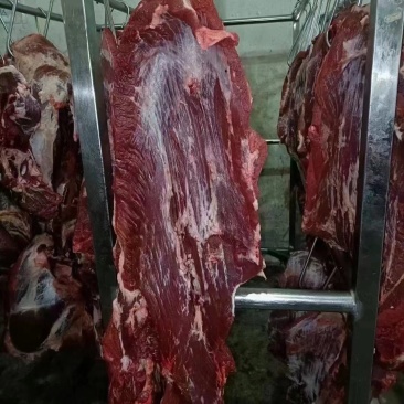 清真纯干精修国产鲜牛肉天天屠宰大量有货证件齐全