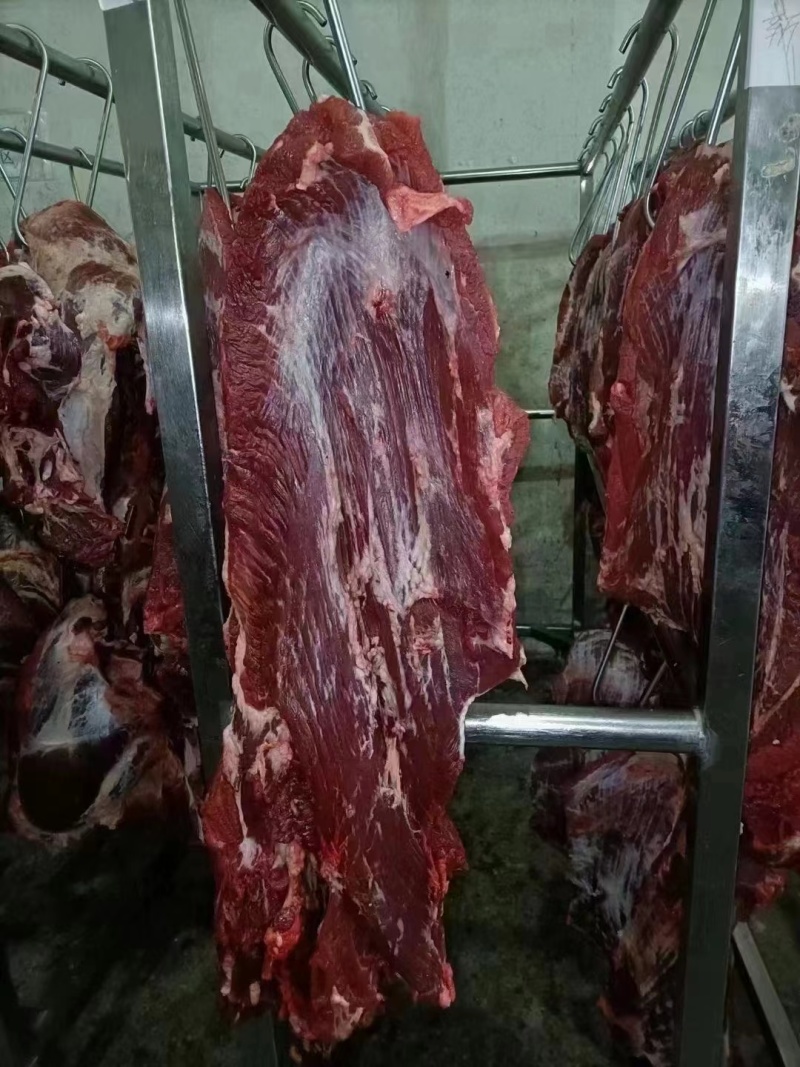 清真纯干精修国产鲜牛肉天天屠宰大量有货证件齐全