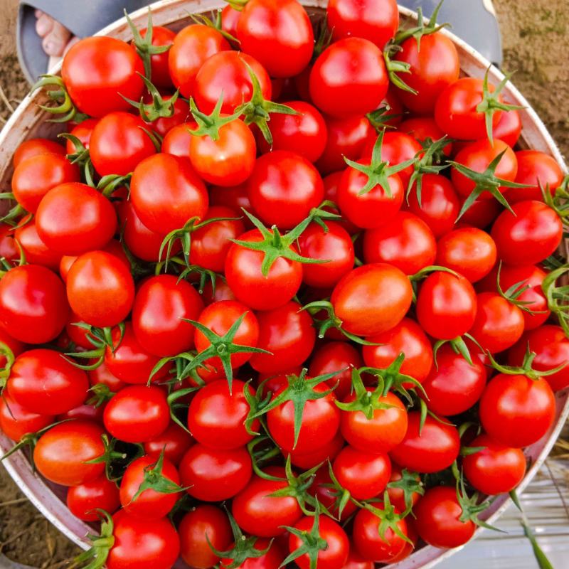 千禧圣女果千禧六号T7贝贝规格齐全承接商超电商