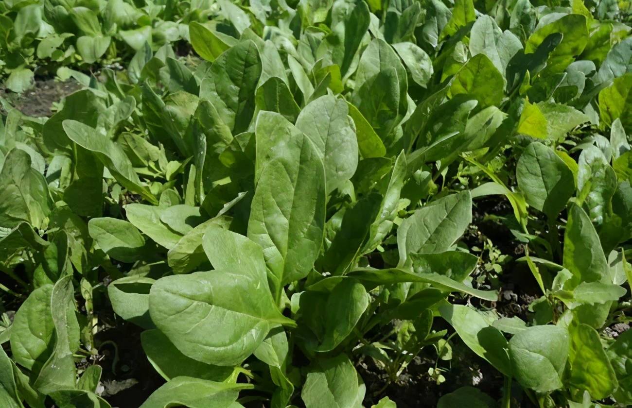 菠菜整株展示图，突出根部与叶子的对比