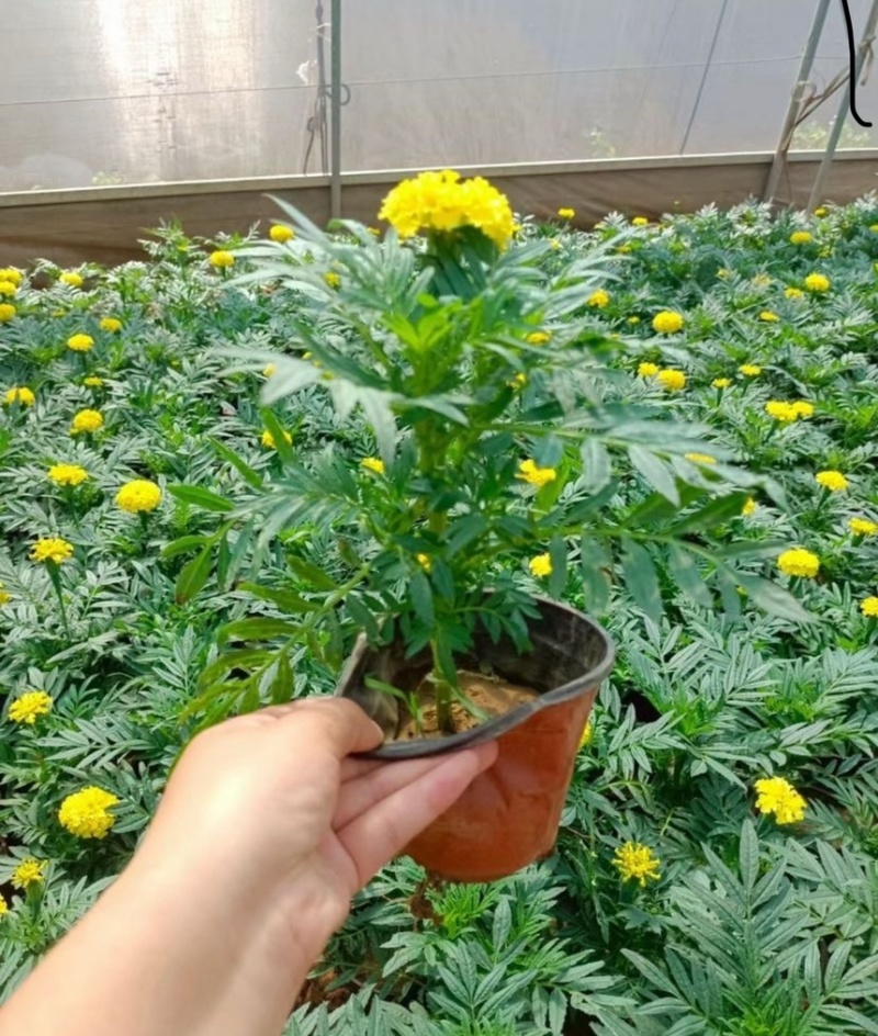 万寿菊