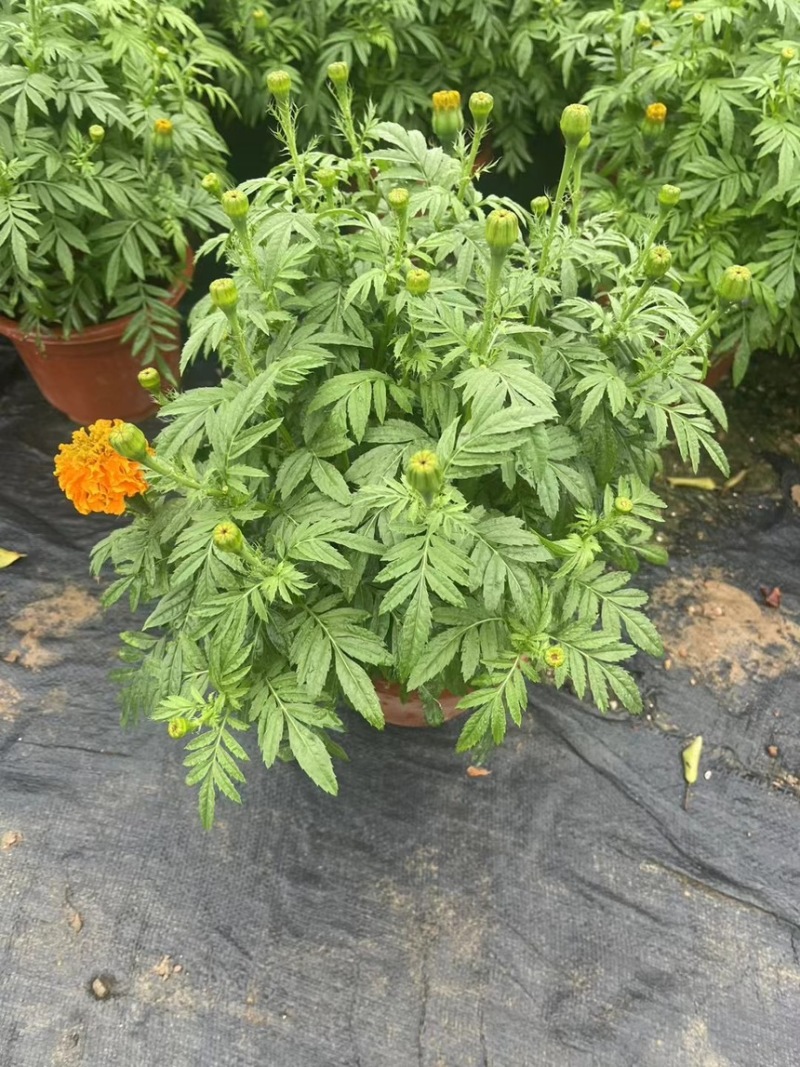 万寿菊