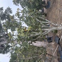 揭阳黄皮树，基地种植，量大从优欢迎各地客商光临