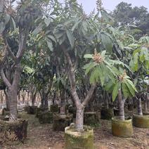 揭阳芒果树，挂果率高，质量好，欢迎各地客商前来选购