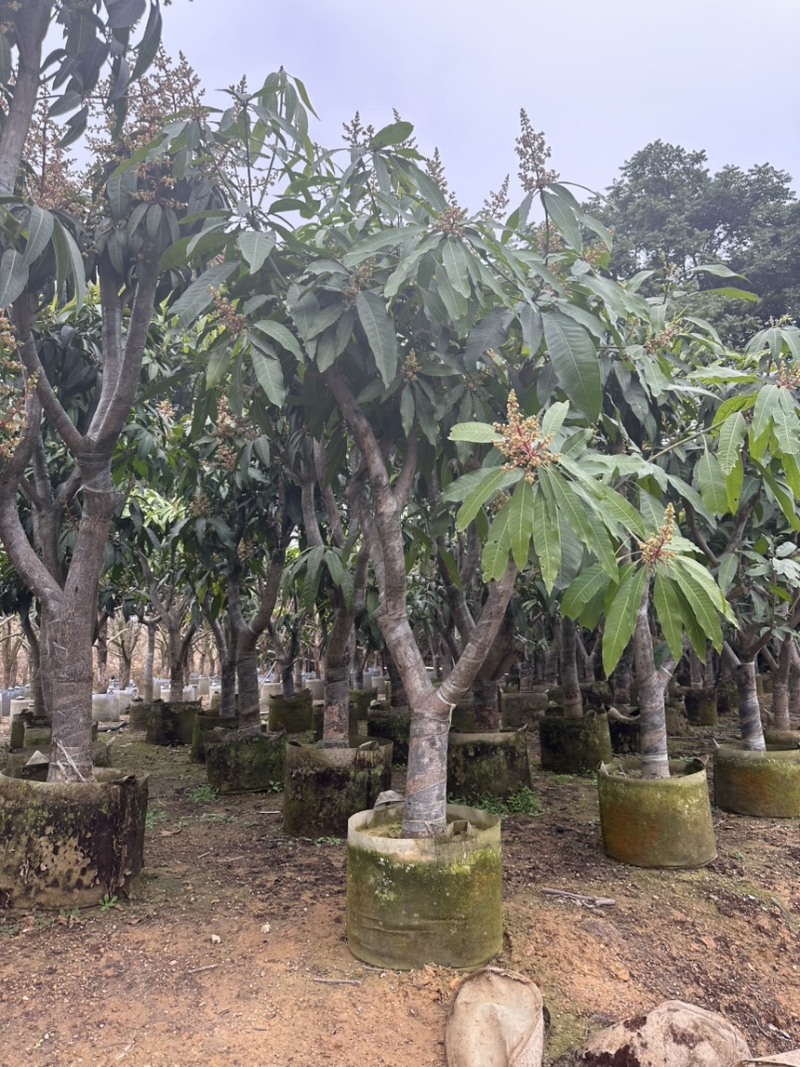 揭阳芒果树，挂果率高，质量好，欢迎各地客商前来选购