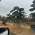 广东揭阳罗汉松，百亩种植基地，品质保证欢迎选购