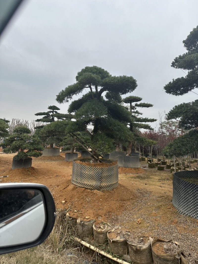 广东揭阳罗汉松，百亩种植基地，品质保证欢迎选购