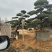 广东揭阳罗汉松，百亩种植基地，品质保证欢迎选购