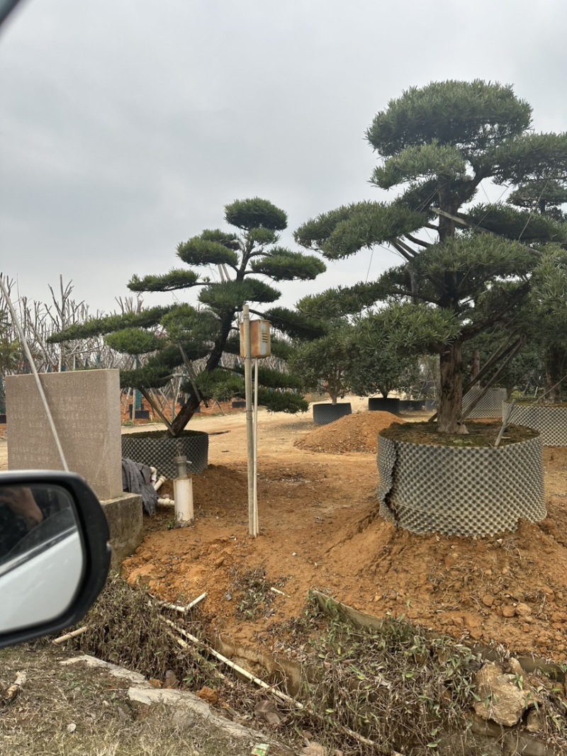 广东揭阳罗汉松，百亩种植基地，品质保证欢迎选购