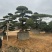广东揭阳罗汉松，百亩种植基地，品质保证欢迎选购