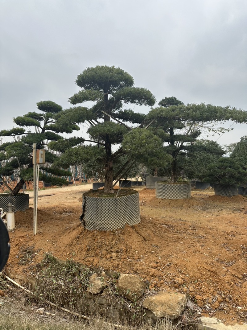 广东揭阳罗汉松，百亩种植基地，品质保证欢迎选购