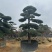 广东揭阳罗汉松，百亩种植基地，品质保证欢迎选购