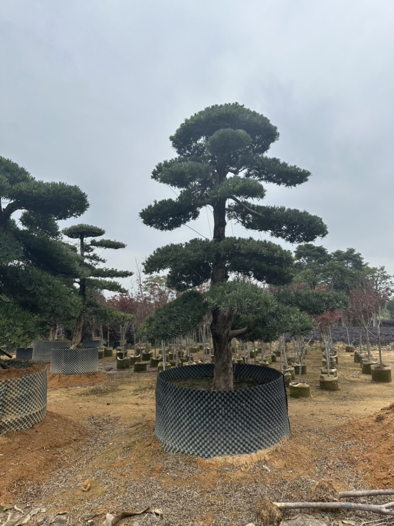 广东揭阳罗汉松，百亩种植基地，品质保证欢迎选购