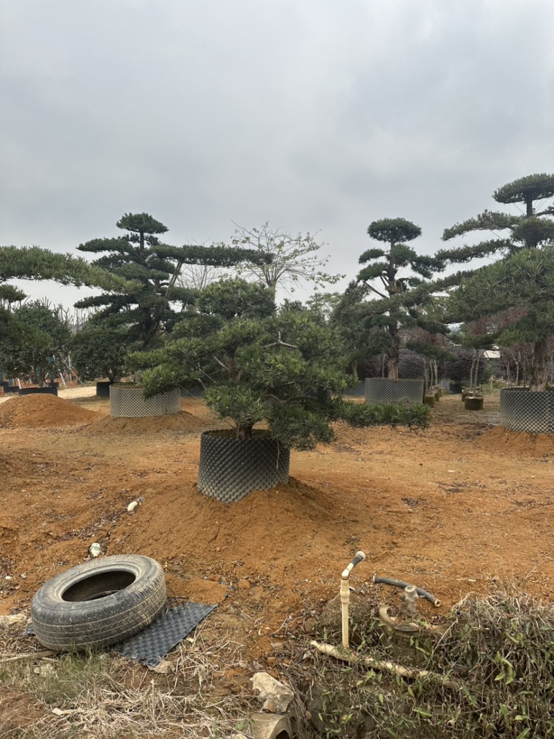 广东揭阳罗汉松，百亩种植基地，品质保证欢迎选购