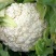 四川花菜/松花菜/有机花菜/白面青梗撒花菜……