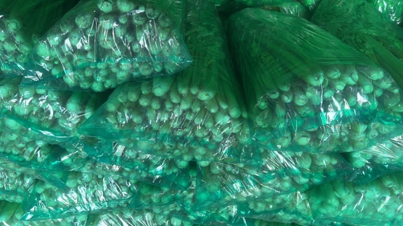 本地精品芹菜大量上市，可超市，市场，可做任何包装