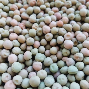 红花604地栽豌豆尖