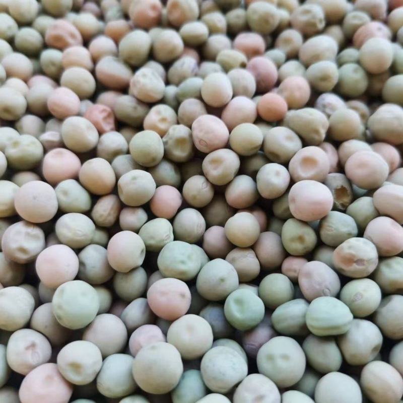 红花604地栽豌豆尖