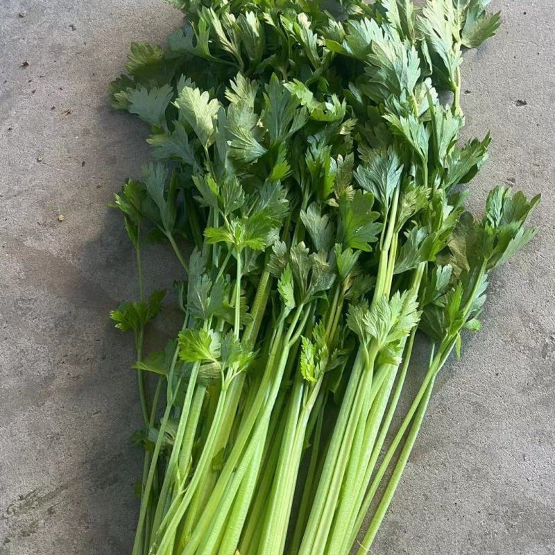 国家地理标志常年芹菜供货香芹玻璃翠诚信经营